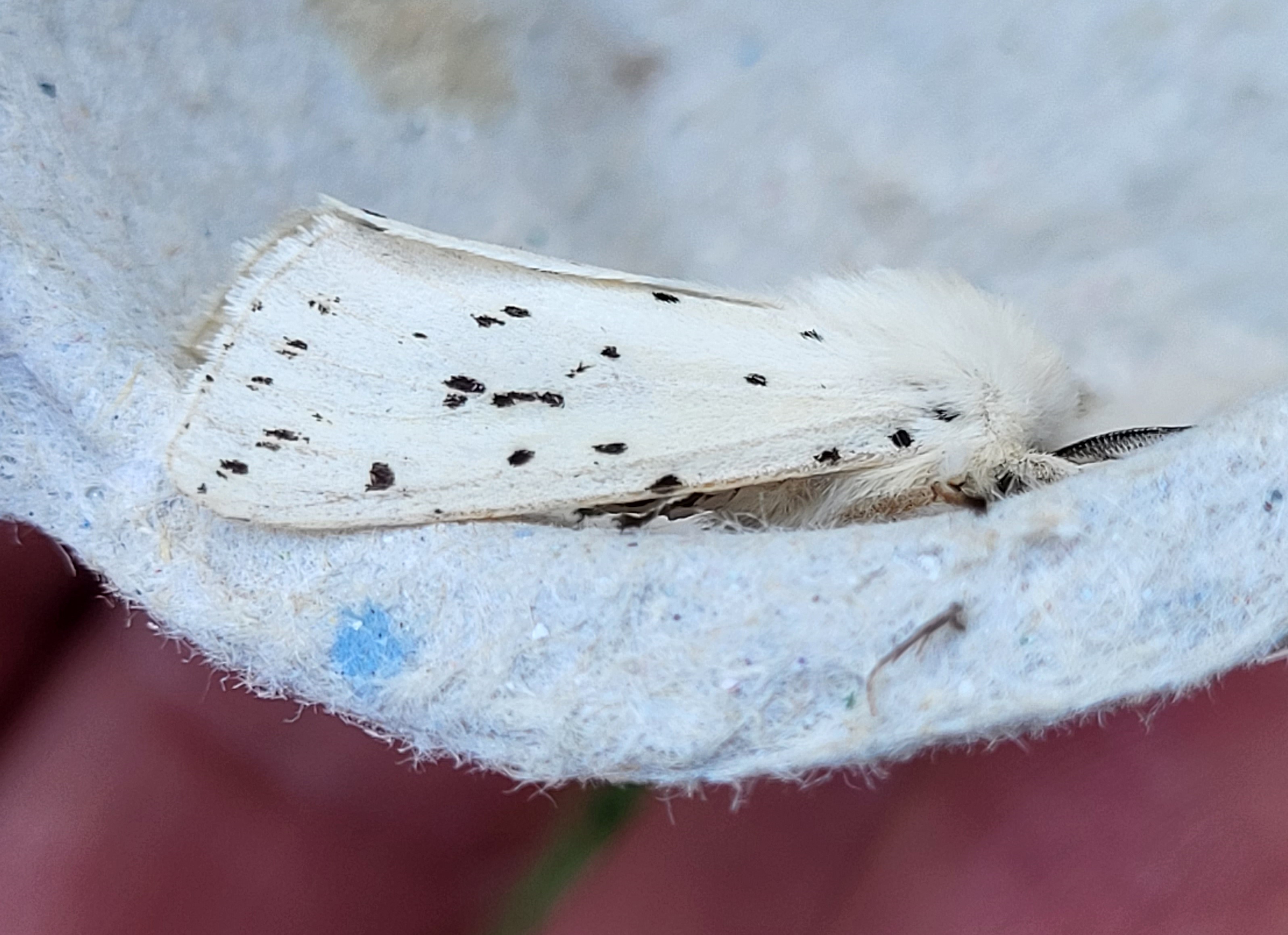 Photo of White Ermine (Spilosoma lubricipeda)
